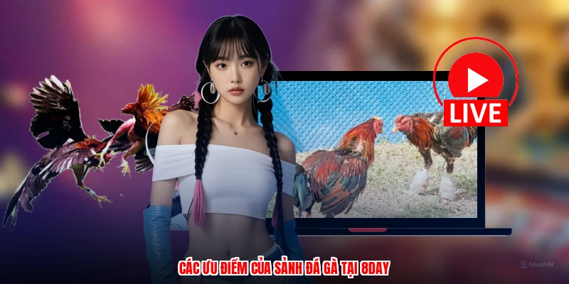 Các ưu điểm của sảnh đá gà tại 8DAY