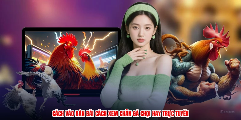 Cách vào bàn bài cách xem chân gà chọi hay trực tuyến