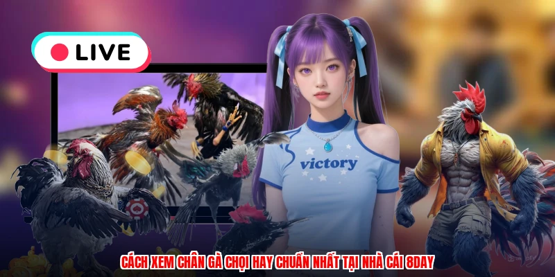 Cách Xem Chân Gà Chọi Hay Chuẩn Nhất Tại Nhà Cái 8DAY