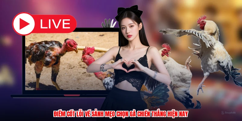 Điểm cốt lõi về sảnh mẹo chọn gà chiến thắng hiện nay