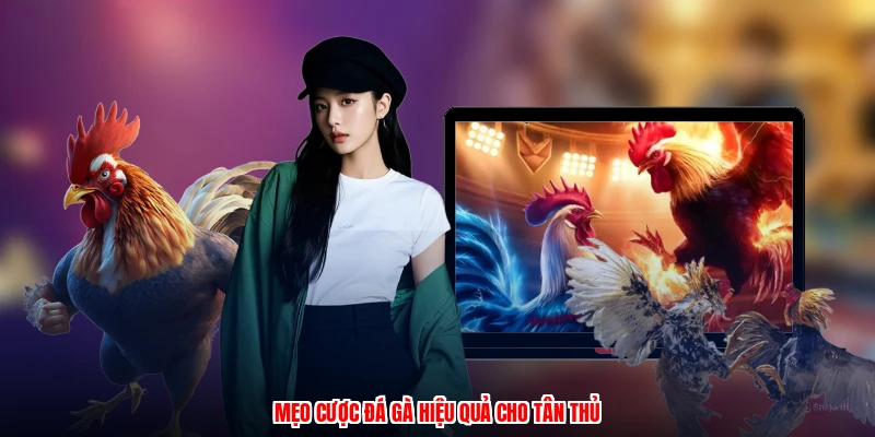 Mẹo cược đá gà hiệu quả cho tân thủ