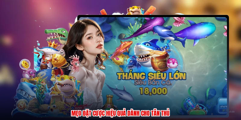 Mẹo đặt cược hiệu quả dành cho tân thủ