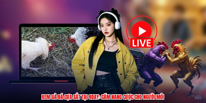 Xem Gà Đá Cựa Sắt Tại 8DAY: Cẩm Nang Cược Cho Người Mới